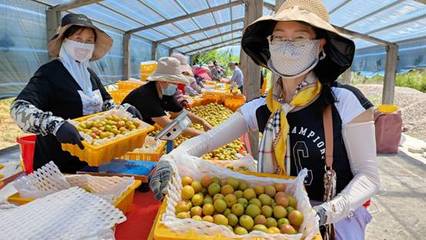 天山腳下的黃金果實 察布查爾樹上干杏遠銷內地市場