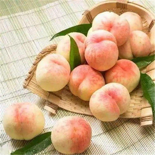 80多年前嘉定集仙宮的水蜜桃，是什么味道？